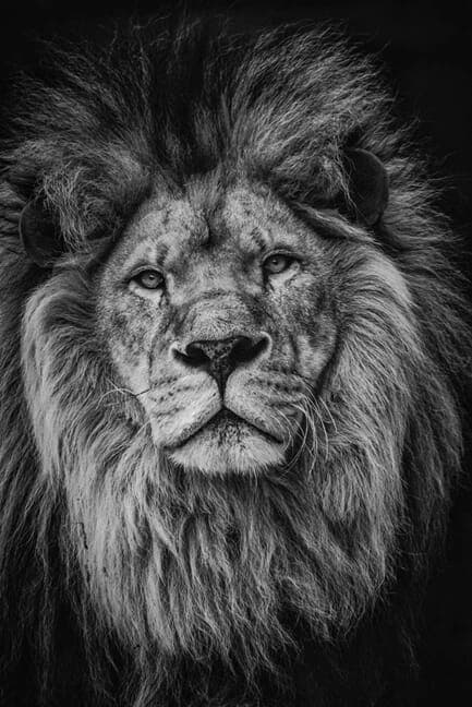 Lion Bw